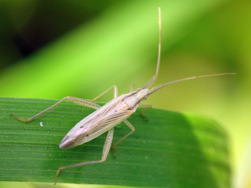 Leptopterna dolabrata (Linnaeus, 1758)